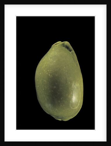 Cypraea arabica by Anonymous