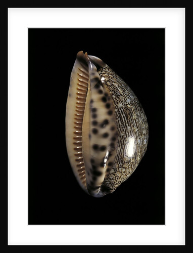 Cypraea arabica by Anonymous
