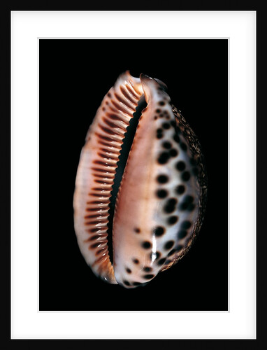 Cypraea arabica by Anonymous