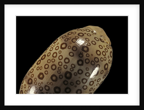 Cypraea argus by Anonymous
