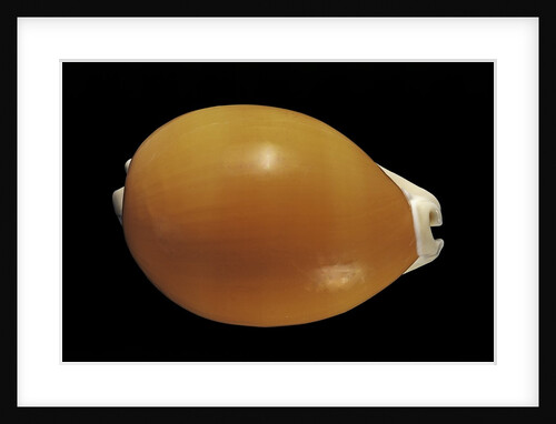 Cypraea aurantium by Anonymous