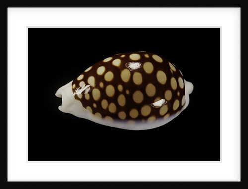 Cypraea cribaria exmouthensis by Anonymous