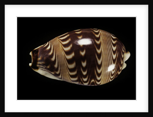 Cypraea diluculum by Anonymous