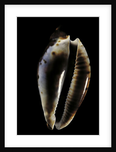 Cypraea friendi by Anonymous