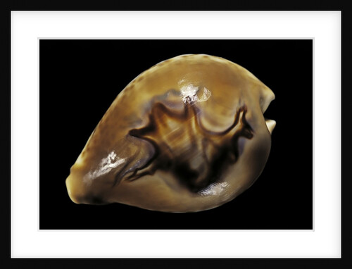 Cypraea fultoni by Anonymous