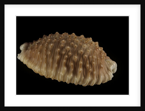Cypraea granulata by Anonymous