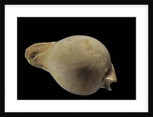 Cypraea hesitata by Anonymous