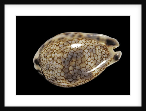 Cypraea histrio by Anonymous