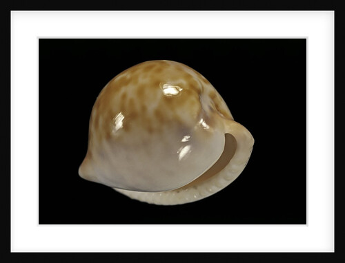 Cypraea iutsui by Anonymous