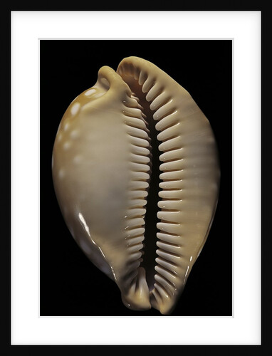 Cypraea leucodon by Anonymous