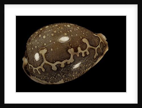 Cypraea mappa by Anonymous