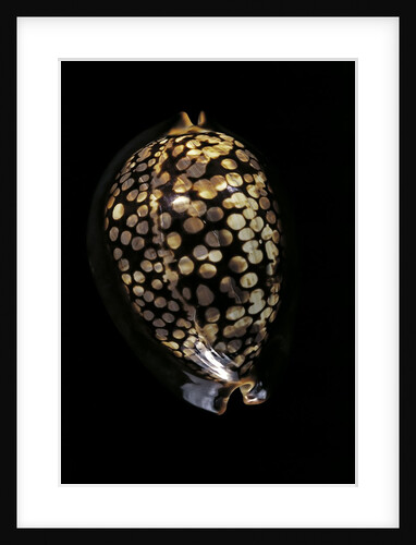 Cypraea mauritiana by Anonymous