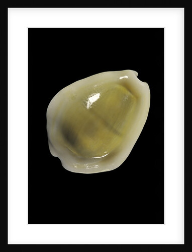 Cypraea moneta by Anonymous