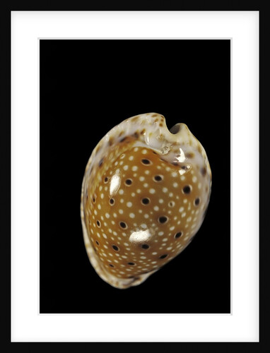 Cypraea ocellata by Anonymous