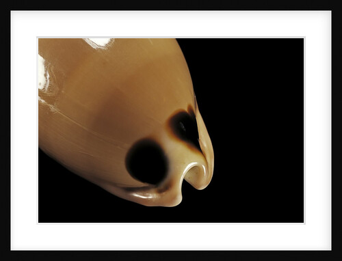 Cypraea pulchra by Anonymous