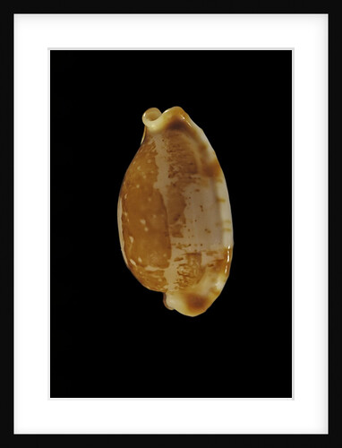 Cypraea stolida by Anonymous
