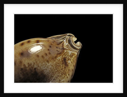 Cypraea valentia by Anonymous