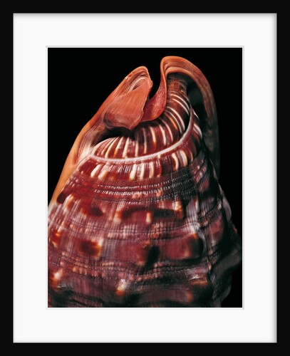 Cypraecassis rufa by Anonymous