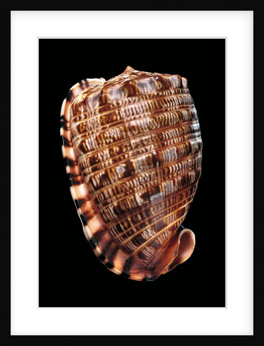 Cypraecassis tenuis by Anonymous