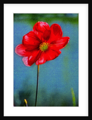 Red Flower by Anonymous