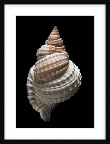 Distorso perdistorta by Anonymous