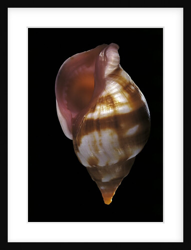 Euthria rolani by Anonymous