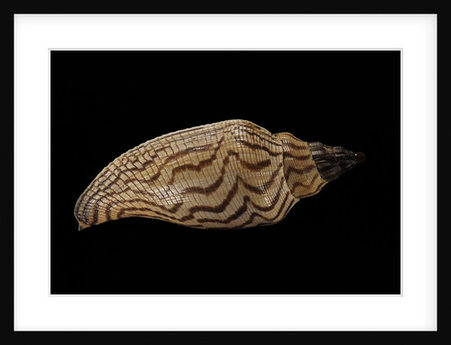 Fulgoria rupestris by Anonymous