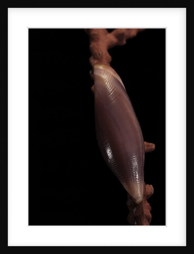 Delonovolva aequalis by Anonymous
