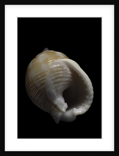 Demoulia obtusata by Anonymous