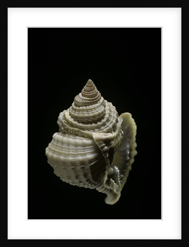 Distosio decipiens by Anonymous