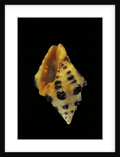 Engina tobagoensis by Anonymous