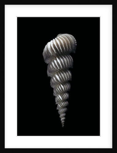 Epitonium rugosum by Anonymous