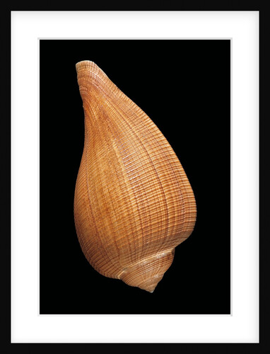 Ficus investigatoris by Anonymous