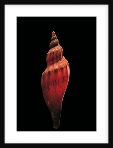 Fulgoria concinna corrugata by Anonymous