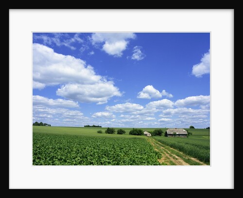 Countryside, Krakow District Poland by Anonymous