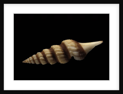 Fusiturris undatiruga by Anonymous