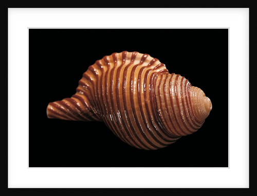 Galegna clandestina by Anonymous