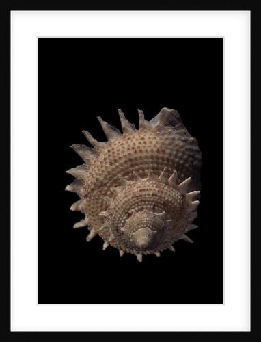 Galeoastraea millegranosa by Anonymous