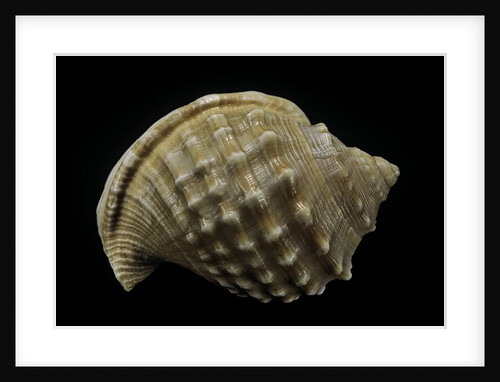 Galeodea echinophora by Anonymous