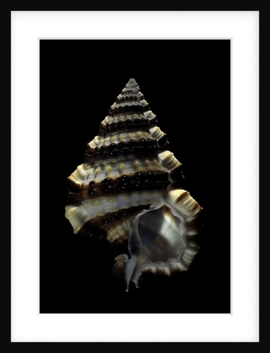Gyrineum gyrinum by Anonymous