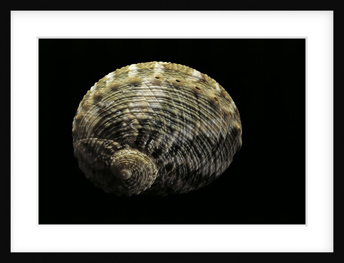 Haliotis cyclobates by Anonymous