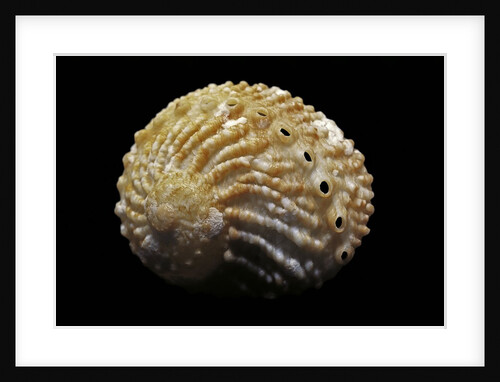Haliotis pulcherrima by Anonymous