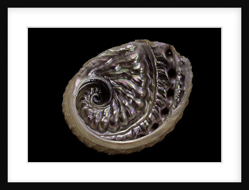Haliotis scalaris by Anonymous