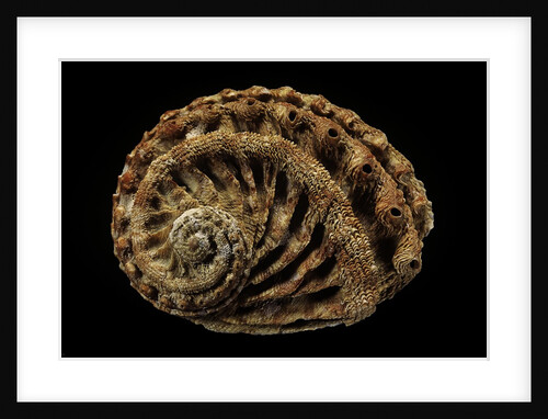 Haliotis scalaris by Anonymous