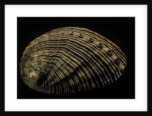 Haliotis semistriata by Anonymous
