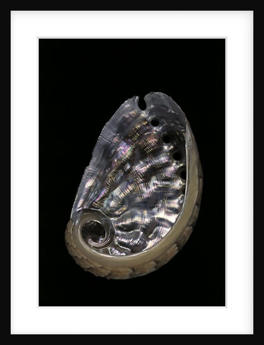 Haliotis sp. by Anonymous