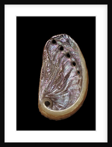 Haliotis tuberculata by Anonymous