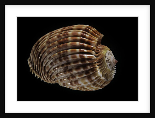 Harpa costata by Anonymous
