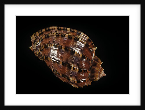 Harpa harpa by Anonymous