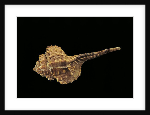 Haustellum barbieri by Anonymous
